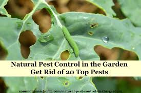 Why to do pest control? Natural Pest Control In The Garden Get Rid Of 20 Top Pests