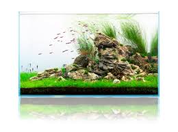 Image result for Eleocharis variegata