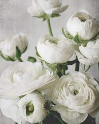 White Ranunculus In 2020 Flowers Photography Ranunculus Flowers White Ranunculus