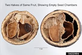 Image result for Strychnos madagascariensis