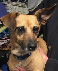 Adopt Mikey On Petfinder Dogs Dachshund Mix Dog Adoption