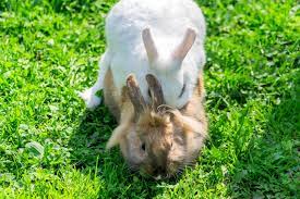 parejas de conejos apareándose en la hierba verde 9996562 Foto de stock en  Vecteezy