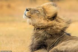 serious monkey business from a strutting gorilla to a winking tiger hilarious gallery reveals the most flirtatious animal poses from around the w aslan gece