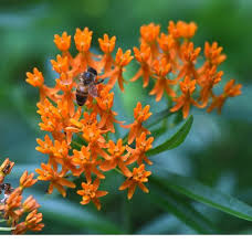 A New Clump Forming Recurrent That Includes Many Smaller Star Like Bouquets Which Unfortunately Clump Forming Peren In 2020 Perennial Plants Flowers Perennials Plants
