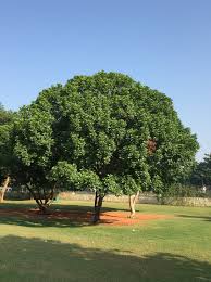 Image result for Filicium decipiens