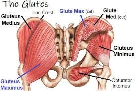 Gluteus Maximus Muscle