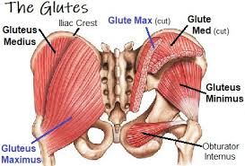 gluteus maximus muscle