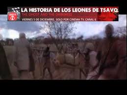 El segundo de los leones devoradores de hombres de tsavo. La Historia De Los Leones De Tsavo Youtube