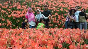 Namun buat masyarakat setempat biasa menyebut bunga yang ditanam di kebun bunga ini adalah bunga puspa patuk. 14 Hari Dikunjungi Kebun Bunga Amarilis Peroleh Pemasukan Rp 80 Juta Kh