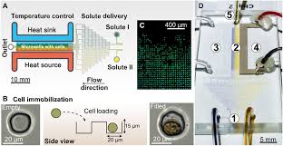 Animal cell culture laboratory design ppt. Phenochip A Single Cell Phenomic Platform For High Throughput Photophysiological Analyses Of Microalgae Science Advances