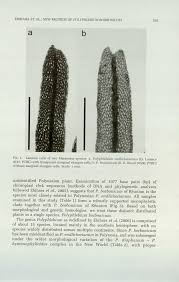 Image result for Polyphlebium borbonicum