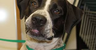 Black And White Pointer Dog Meet Cookie This Is A Perfect All Around Family Dog She Is A Black And White Pointer Labrador Mix Friendly Engaging An Labrador Mix White Labrador Dogs