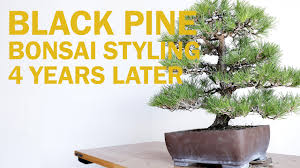 Pine Bonsai Archives Eastern Leaf Knowledge Base