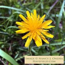 Image result for Cyphia brachyandra