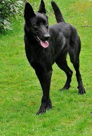 Black Belgian Malinois Dogs For Sale In America Malinois Dog Belgian Malinois Dog German Shepherd Dogs