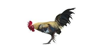 5 Cara Merawat Ayam Bangkok Pedaging Dan Aduan Bisa Menambah Penghasilan Citizen6 Liputan6 Com