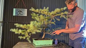 Cedar apple rust in bonsai steven d. Bonsai Atlas Blue Cedar Aussie Bonsai Bloke Youtube