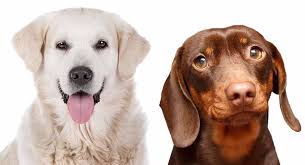 Lovable miniature dachshund puppies born 11/18/14. Golden Retriever Dachshund Mix Is The Golden Dox Right For You