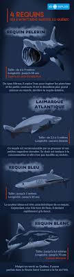Le requin pèlerin (cetorhinus maximus) est le second plus gros poisson connu, après le requin requin — requin, raquin m. 4 Requins Qui S Aventurent Parfois Au Quebec Ici Explora