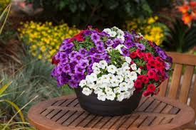 Macetas Ideas Diy Inspiradoras Para Jardines De Verano Pot De Fleurs Fleurs Composition Florale