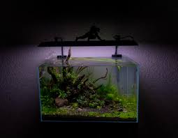 Image result for Nesaea dinteri