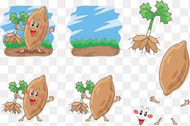 Memang saling lengkap melengkapi betul gandinga tu. Kartun Ubi Jalar Panggang Tarik Ubi Jalar Wajah Ubi Jalar Wajah Makanan Png Pngegg