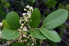 Image result for Xylocarpus