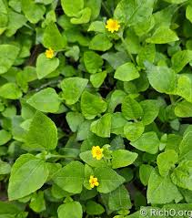 Image result for Calyptocarpus vialis