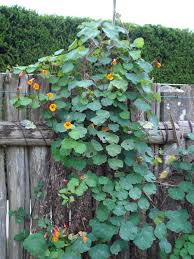 La Capucine Tubereuse Legume D Antan Dame Nature Du Jardin A La Cuisine