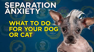 We did not find results for: Pets Of The Homeless Launches Victoria S First Pet Food Bank Australian Dog Lover