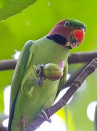 Rare Exotic Birds With Long Tail Feathers Long Tailed Parakeet Parakeet Cute Kawaii Animals Cute Birds
