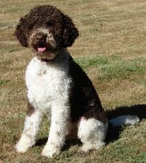 Help it find a home, by telling your friends and earn points! Puppies For Sale Local Breeders