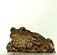 Rare Toad Found In Garden Following Appeal Independent Ie