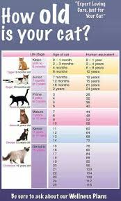 How Old Is Your Cat Infographic Cats Cats Cat Ages