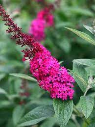 Perennials Shrubs Ornamental Plants Bluestone Perennials Butterfly Bush Pollinator Garden Fragrant Flowers