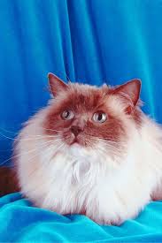 All supplies and vet records included. The Ultimate Ragdoll Cat Grooming Guide Purr Craze