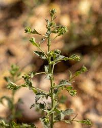 Image result for Pseudoconyza viscosa