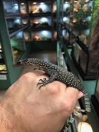 Argentine Black And White Tegu For Sale Canada Gorgeous Little Baby Mangrove Monitors Now Available At Reptile Rapture Varanus Indicus Pet Lizards Baby Reptile Monitor Lizard