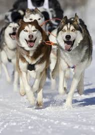 Perbedaan mencolok yang membedakan anjing ini dengan siberian husky adalah ukuran tubuh yang lebih besar dan ekor yang terangkat melebihi garis. Pin On Winter Activities Aktywnosci Na Sniegu