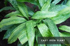 Japanese Indoor Plants 12 Options For