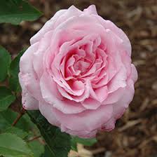 Maybe you would like to learn more about one of these? Belinda S Dream Rose Rosa Belinda S Dream In Columbus Dublin Delaware Grove City Gahanna Bexley Ohio Oh At Oakland Nurseries Inc