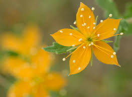 Others may think it is a sign of respect to have the tattoo design. Home Of The Most Comprehensive Online North American Native Plant Guide Lady Bird Johnson