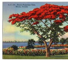 Royal Poinciana Tree Miami Florida South Florida Postcards Royal Poinciana Poinciana Blooming Trees