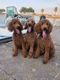 Vision kennels have been breeding dogs for 23 years! Fiona S Red Standard Poodle Puppies Home Facebook