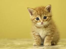 Brown cat fluffy cat cool art deviantart cool stuff cats animals image gatos. Kitten Hd Brown Tabby Kitten Baby Cat Cute Kitten Paws Playing Small Hd Wallpaper Wallpaperbetter