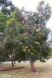 We did not find results for: 460 Beautiful Eucalyptus Ideas In 2021 Australian Native Plants Australian Native Flowers Australian Flowers