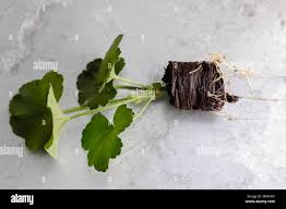 Image result for cuttings of geraniums