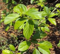 Image result for Premna serratifolia