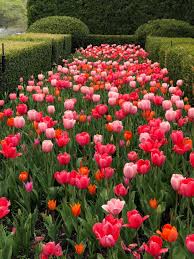 We have a dog and a cat which patrol the yard and thankfully allow when the flowers emerge, so do hungry animals, leaving tulips looking like they were trimmed with scissors, a sure sign that rabbits have been eating. The 2019 Tulips Deborah Silver Co