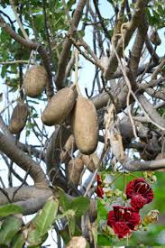 Image result for Kigelia africana